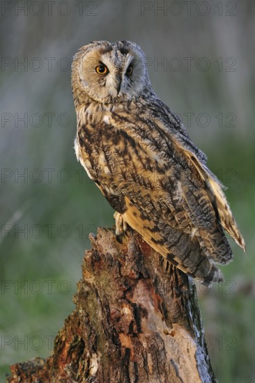 Long eared owl (Asio otus) perched on tree stump at forest's edge in evening light, England, UK