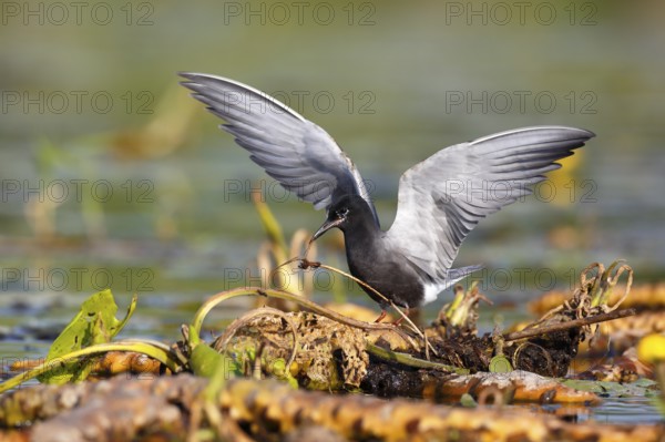 Black Tern (Chlidonias niger), Mecklenburg-Western Pomerania, Germany