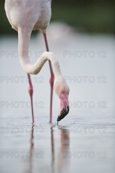 Greater Flamingo (Phoenicopterus roseus) standing in the water, portrait, Parc Naturel Regional de Camargue, France