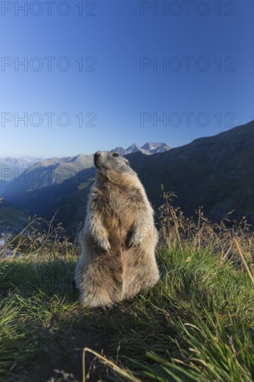 One adult Alpine Marmot, Marmota marmota, sitting erected on a rim of a soil, observing his surrounding in late light