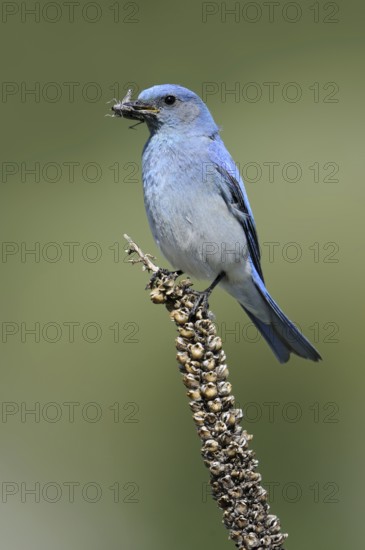 Mountain Bluebird (Sialia currucoides), Oregon, USA