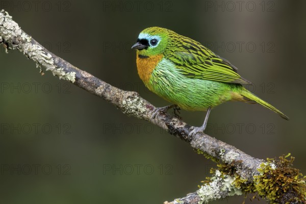 Brassy-breasted Tanager (Tangara desmaresti) perched on a branch in the Atlantic Rainforest of Brazil