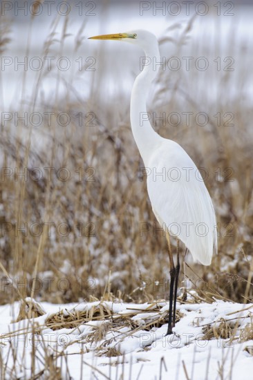Great Egret (Ardea alba) foraging, Lower Saxony, Germany