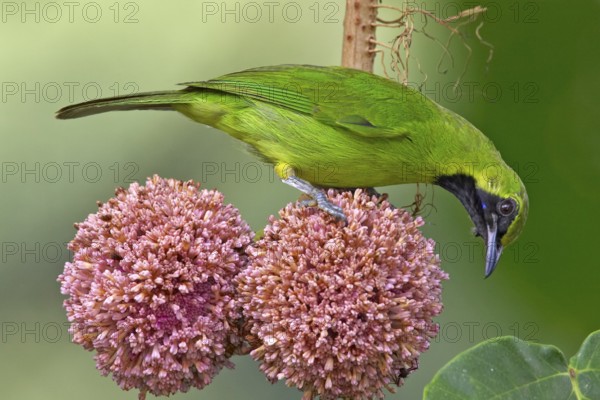 Greater Green Leafbird (Chloropsis sonnerati) male, Sabah, Malaysia