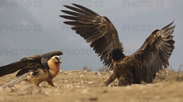 Capturing a majestic scene, two bearded vultures showcase their impressive plumage against the Pyrenees backdrop. The image highlights their distinctive features and vibrant hues