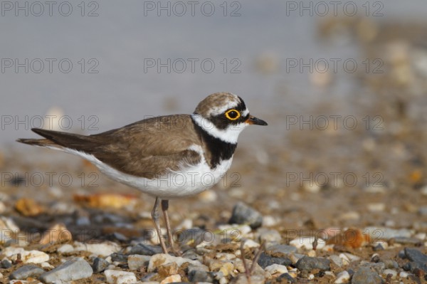 Little Ringed Plover (Charadrius dubius) male, Greece