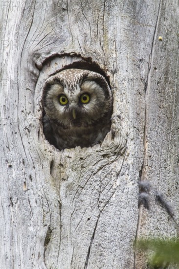 Boreal Owl (Aegolius funereus), Bavaria, Germany