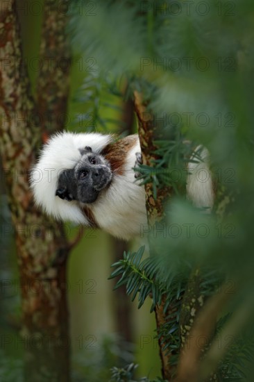 Cotton-top tamarin, Rio Cauca, Colombia. Small mokley hidden, green tropic forest. Animal from jungle in South America. Wildlife scene with monkey, green leaves. Portrait of tamarin, Saguinus oedipus
