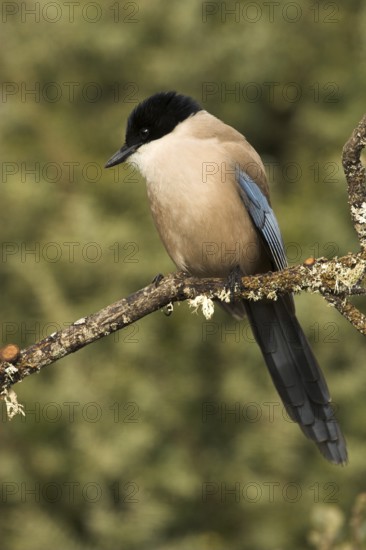 Iberian Magpie (Cyanopica cooki), Castile-La Mancha, Spain