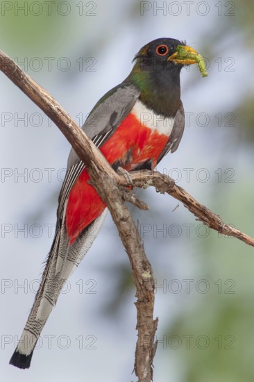Elegant Trogon Trogon elegans Chiricahua Mountains, Cochise County, Arizona, United States 4 June Adult Male Trogonidae