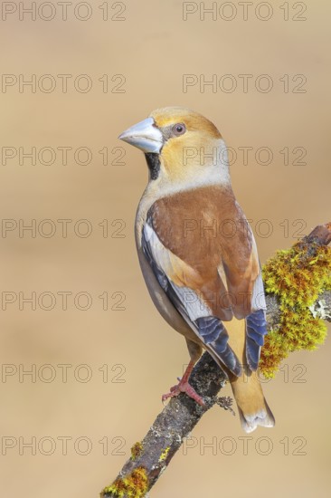 Hawfinch (Coccothraustes coccothraustes) male sitting on a branch covered with moss and lichen, wildlife, finch, finches, winter, frost, nature photography, feeding, winter, Siegerland, North Rhine-Westphalia, Germany