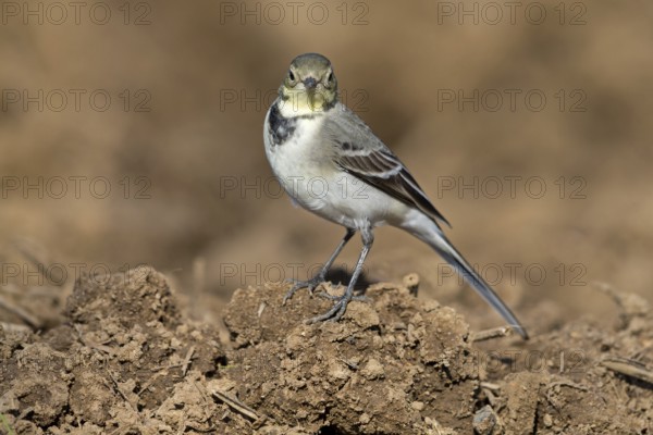 White wagtail, (Motacilla alba), BTiere, birds, family of wagtails and pipits, Steglarp, Vellinge, Skåne, Sweden