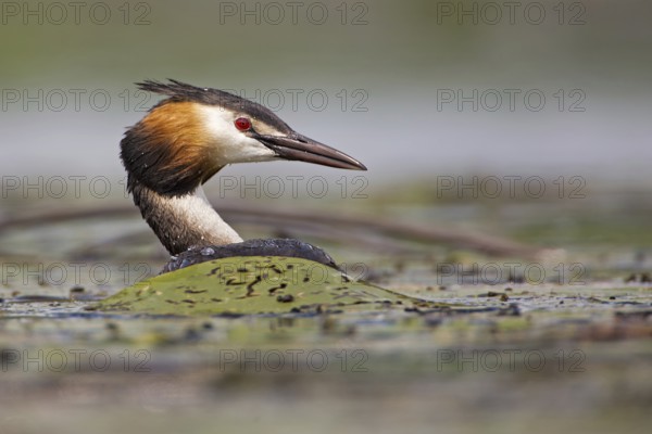 Great Crested Grebe (Podiceps cristatus), Saxony-Anhalt, Germany