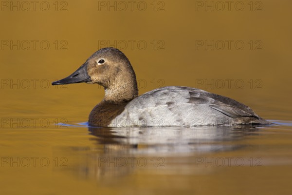 Canvasback (Aythya valisineria) female, British Columbia, Canada