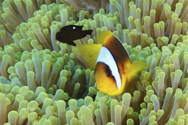 Red sea anemonefish (Amphiprion bicinctus)