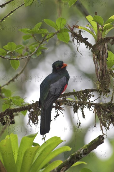 Slaty-tailed Trogon (Trogon massena) male, Costa Rica