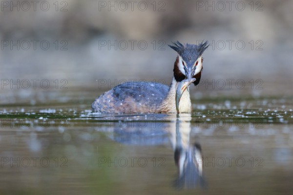 Great Crested Grebe (Podiceps cristatus) with fish prey in beak to feed young, North Rhine-Westphalia, Germany