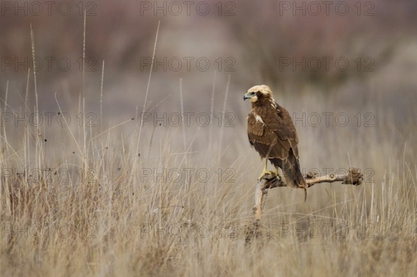 An adult Western marsh-harrier stands regally on a branch amidst a barren, overgrown field, showcasing its striking brown plumage and focused gaze