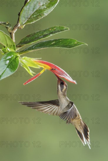 Long-billed Hermit (Phaethornis longirostris) flying while feeding at a flower in Costa Rica