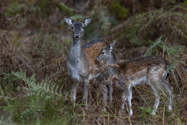 This fallow deer (Dama dama) has a relatively small calf in October, the young animal was probably only born in July or early August, acorn fattening, baby animal, autumn, rut, fallow deer rut, October, Germany