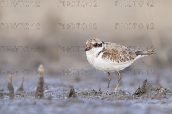 Black-fronted Dotterel (Elseyornis melanops) juvenile, Western Australia, Australia