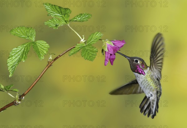 Anna's Hummingbird (Calypte anna), British Columbia, Canada