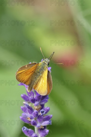 Large skipper (Ochlodes venatus), collecting nectar from a flower of Common lavender (Lavandula angustifolia), close-up, macro photograph, Wilnsdorf, North Rhine-Westphalia, Germany