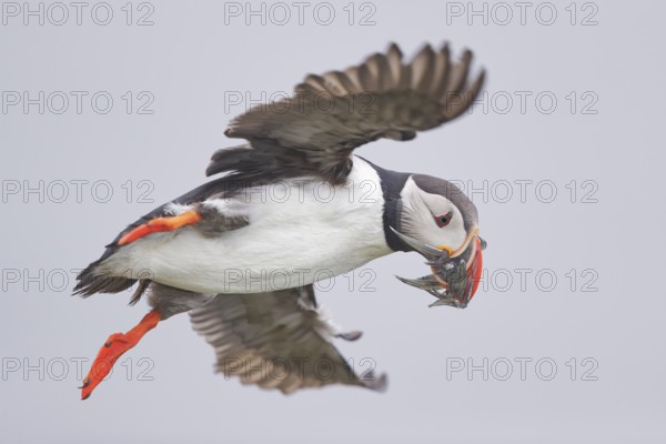 Atlantic Puffin (Fratercula arctica) flying with food in beak, Grimsey, Iceland