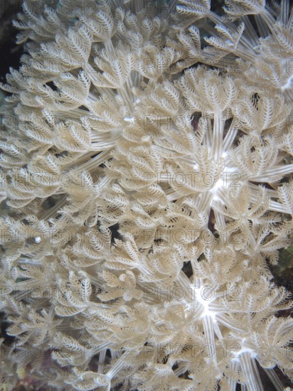 Plapper bouquet coral (Heteroxenia fuscescens)
