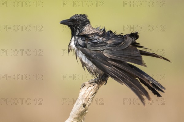 Hooded Crow (Corvus cornix) perched on an old branch, Romania