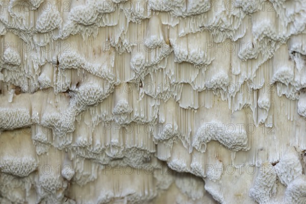 Structure, tree fungus, Bad Homburg vor der Höhe, Hesse, Germany