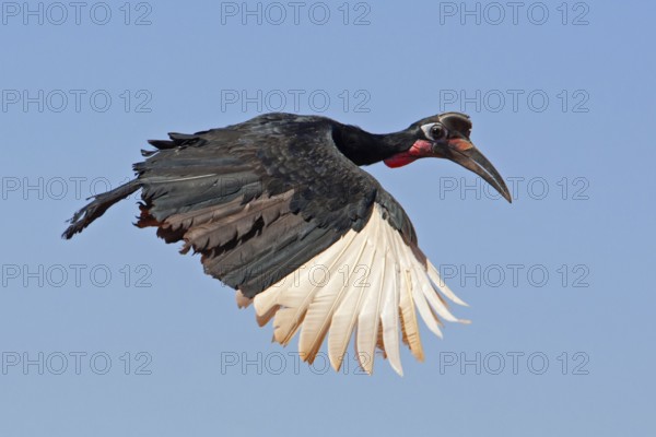 Abyssinian Ground Hornbill (Bucorvus abyssinicus) flying, Mega, Ethiopia