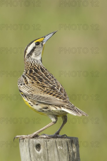 Eastern Meadowlark (Sturnella magna), Florida, USA