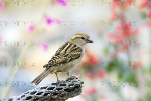 House Sparrow Passer domesticus Tucson, Pima County, ARIZONA, United States 14 March Adult Female Passeridae