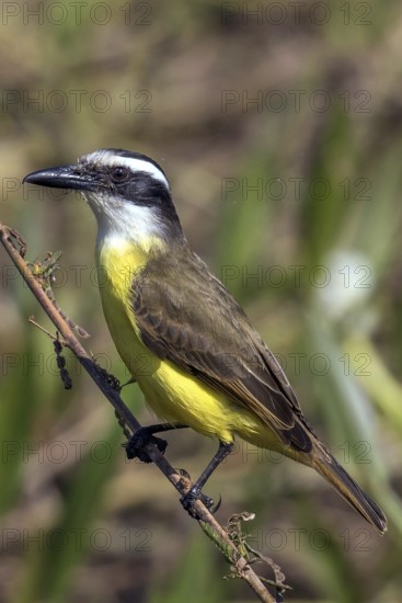 Great kiskadee (Pitangus sulphuratus), South America, Mato Grosso, Pantanal, Brazil