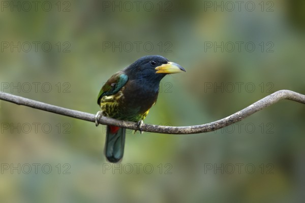 Great Barbet (Psilopogon virens) perched on a branch, Yunnan, China
