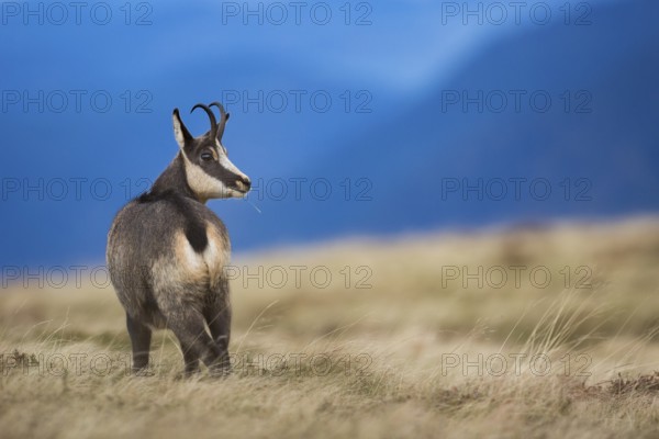 Chamois (Rupicapra rupicapra) in front of mountain range, Vosges, France