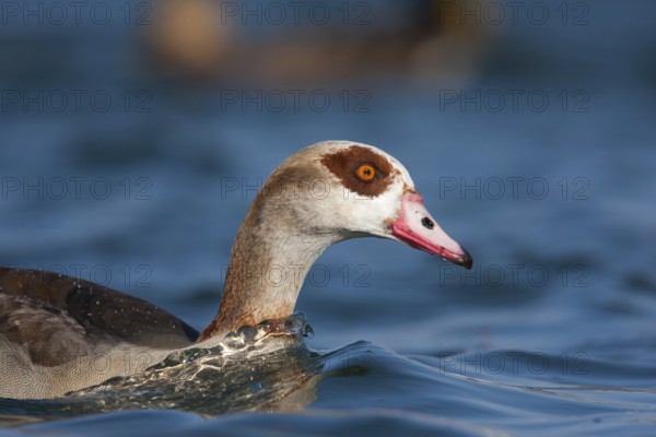 Egyptian Goose (Alopochen aegyptiaca), Baden-Wuerttemberg, Germany