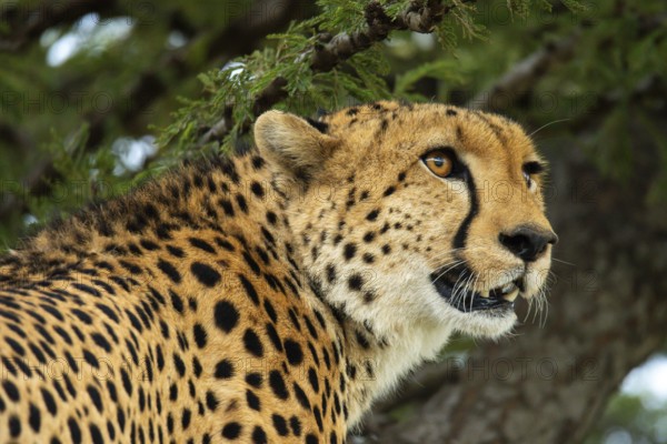 A vivid close-up shot of a cheetah in the wild, showcasing its intense gaze and magnificent spotted fur amidst the lush greenery of its savannah environment