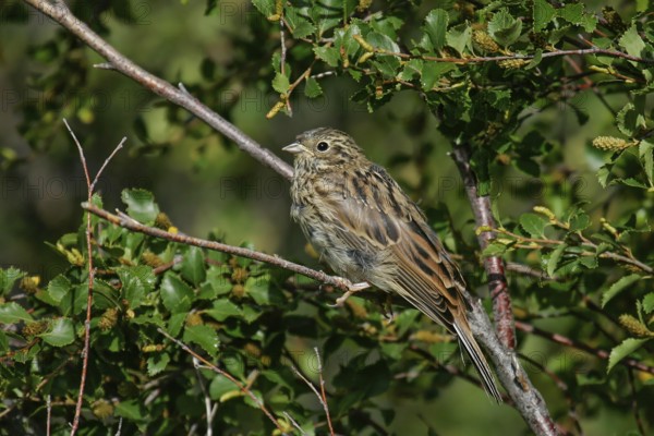 Pine Bunting (Emberiza leucocephalos) juvenile, Mongolia