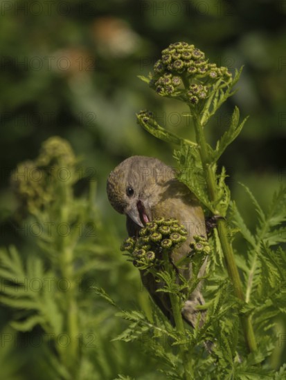 Red Crossbill (Loxia curvirostra) female, Schleswig-Holstein, Germany