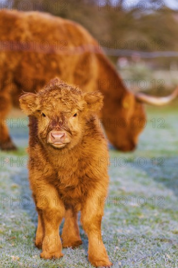 Portrait of a Highland calf (Bos (primigenius) taurus)