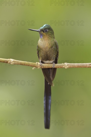 Violet-tailed Sylph (Aglaiocercus coelestis) male, Ecuador
