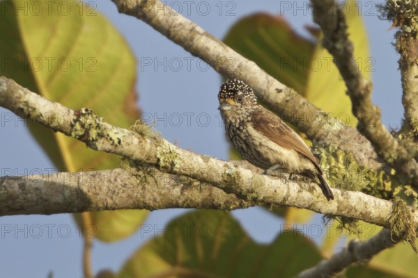 Ocellated Piculet (Picumnus dorbignyanus) perched on a branch in Bolivia, South America