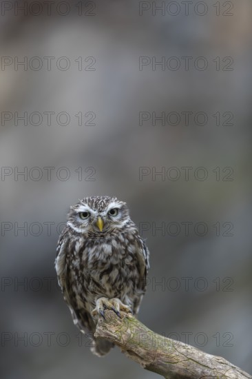 One little owl (Athene noctua) sitting on a branch inside the ruins of an ancient castle