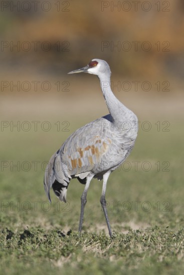 Sandhill Crane (Antigone canadensis), New Mexico, USA