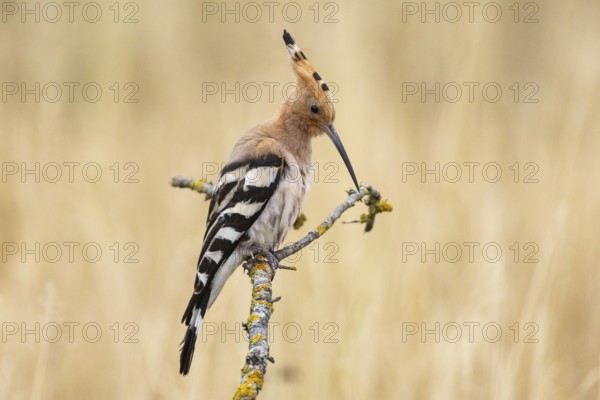 Hoopoe (Upupa epops) Hungary