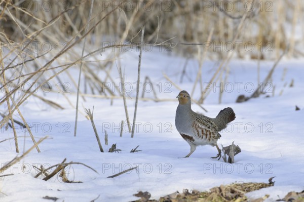 Grey Partridge (Perdix perdix), Lower Saxony, Germany