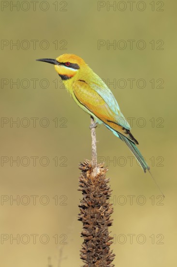 Rainbow Bee-eater (Merops ornatus), Western Australia, Australia
