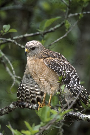 Red-shouldered Hawk (Buteo lineatus), Florida, USA